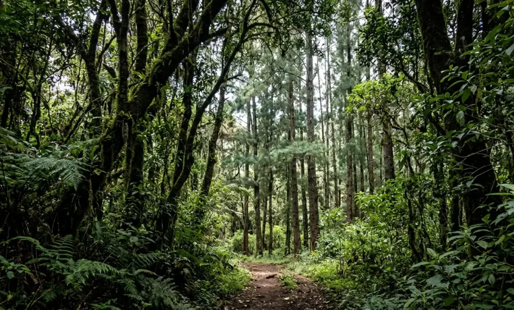 Shaded sections of the trail with thick highland vegetation and whistling pines.